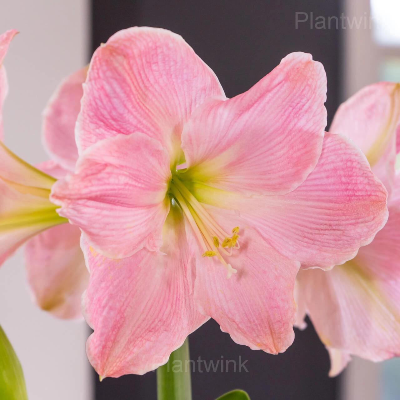 sweet star Amaryllis Bulbs - View 5