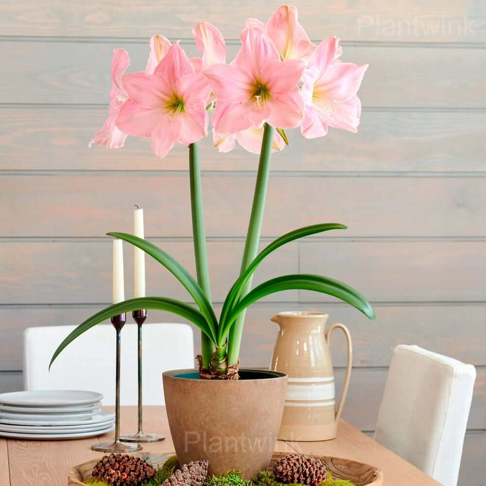 sweet star Amaryllis Bulbs - View 3