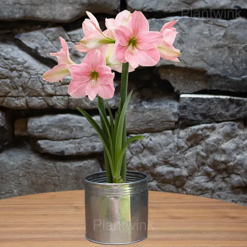 sweet star Amaryllis Bulbs - View 4