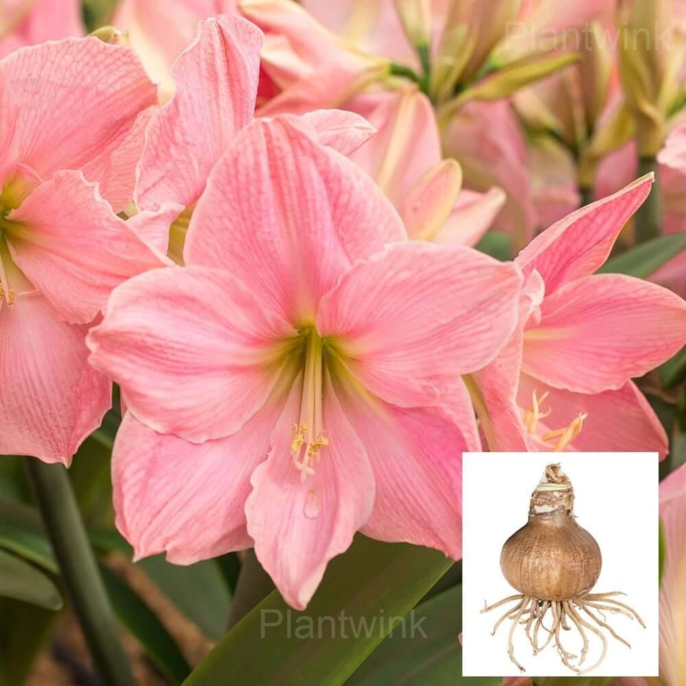 sweet star Amaryllis Bulbs - Main