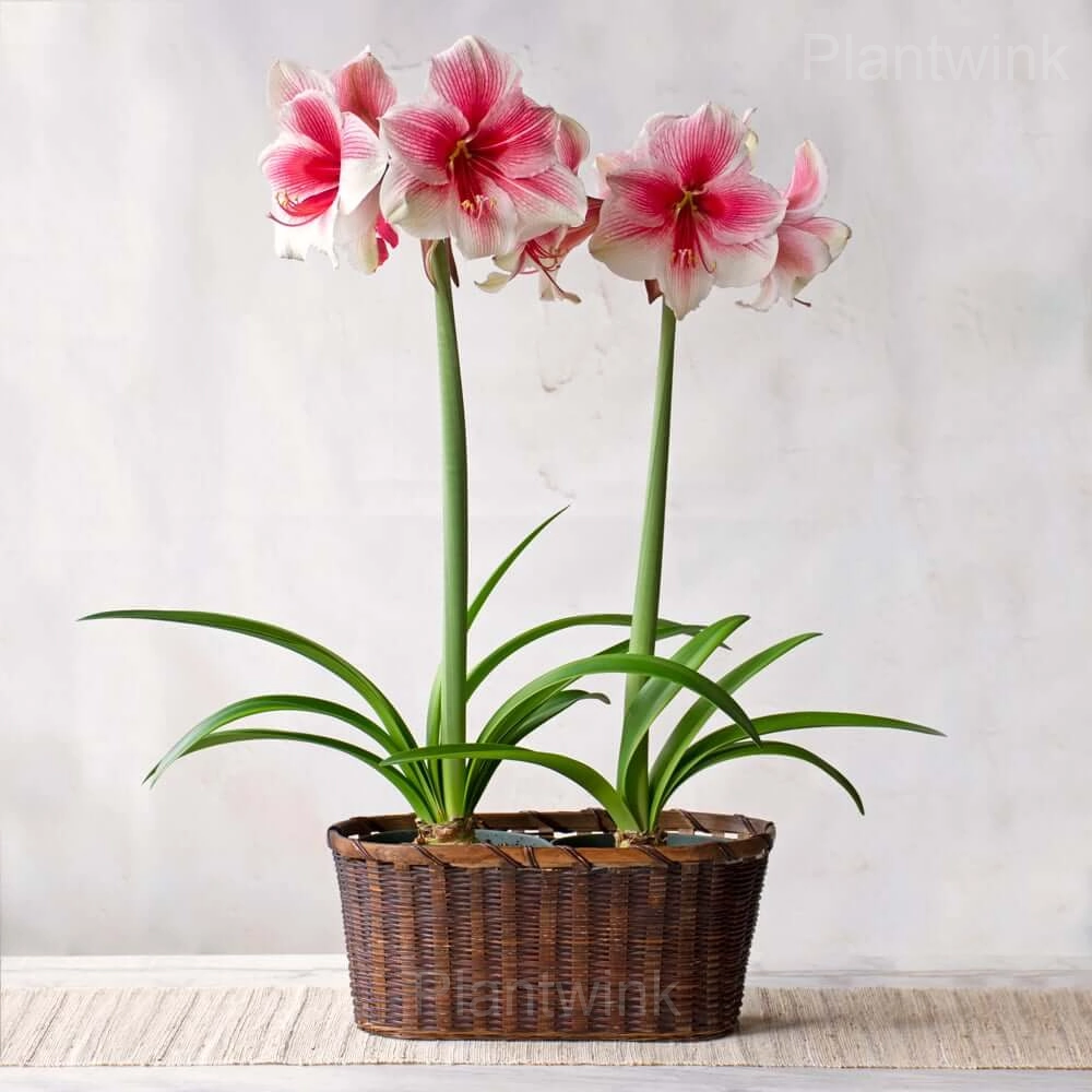 Pink Beauty Amaryllis Bulbs - View 3