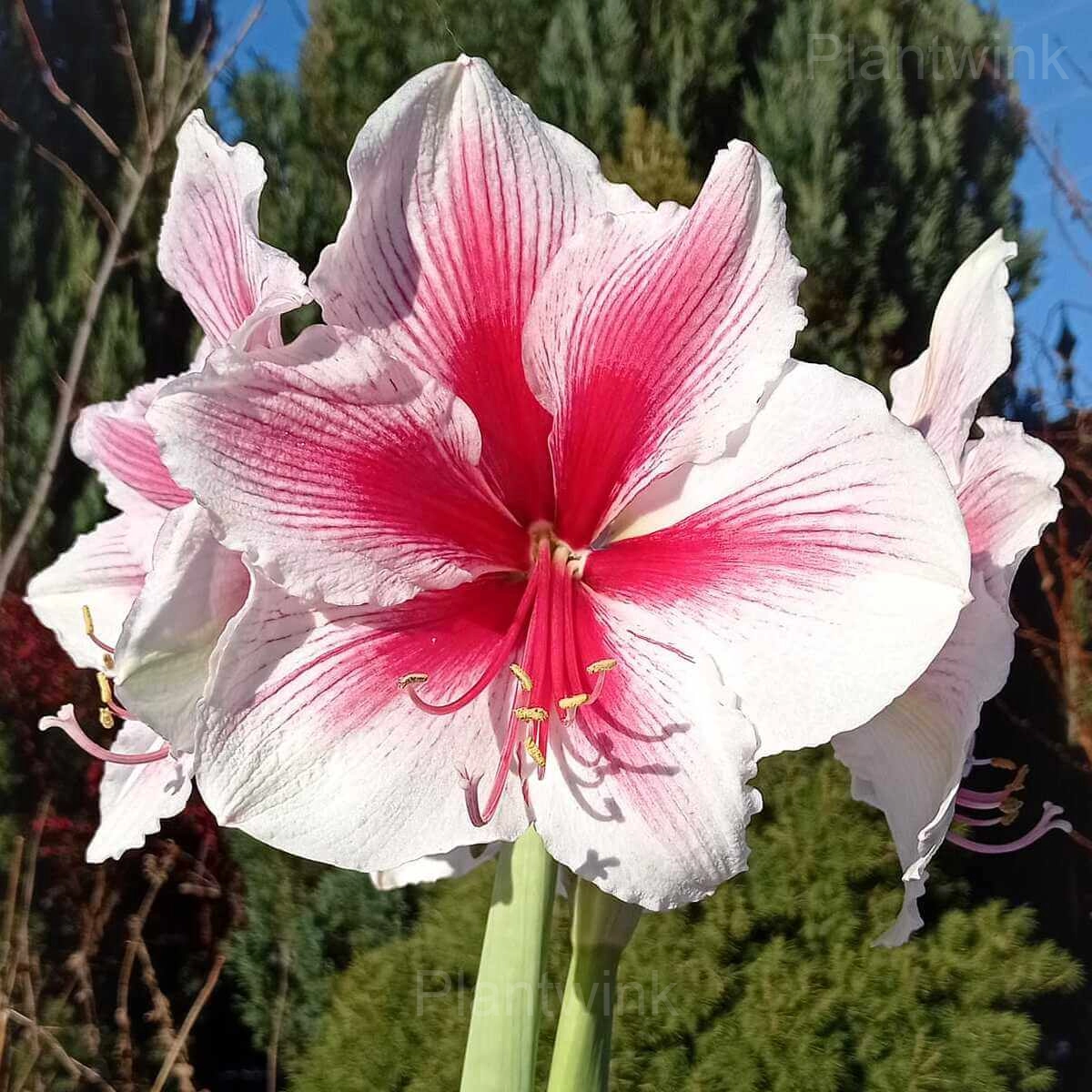 Pink Beauty Amaryllis Bulbs - Main