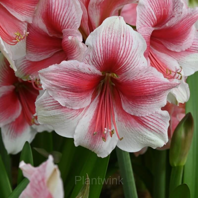 Pink Beauty Amaryllis Bulbs - View 6