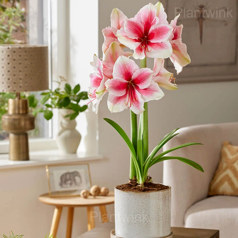Pink Beauty Amaryllis Bulbs - Alt