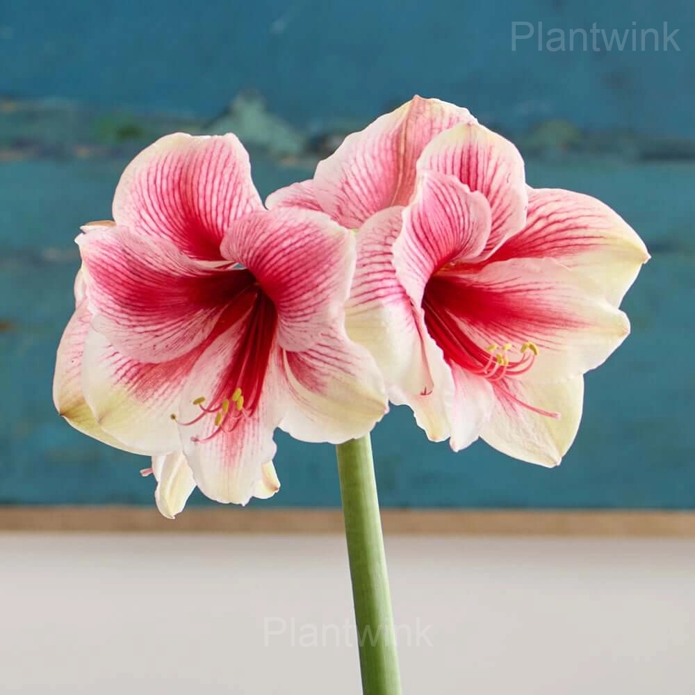 Pink Beauty Amaryllis Bulbs - View 5