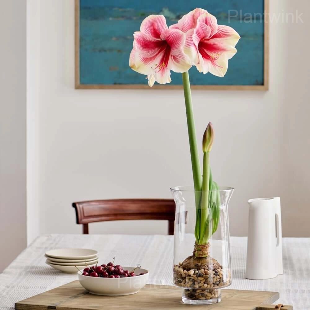 Pink Beauty Amaryllis Bulbs - View 4