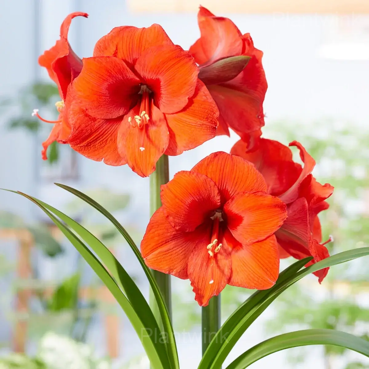 Desire Amaryllis Bulbs - View 4