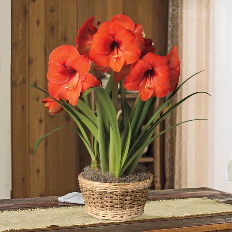 Desire Amaryllis Bulbs - View 5