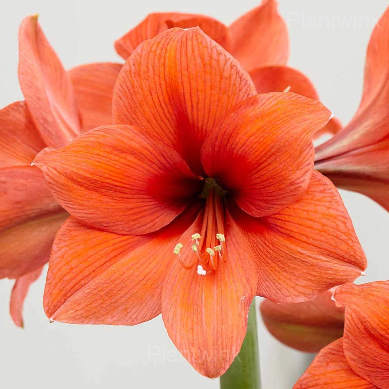 Desire Amaryllis Bulbs - Main
