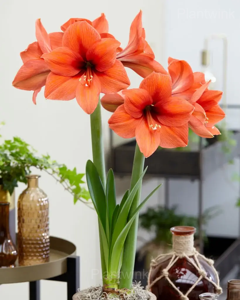Desire Amaryllis Bulbs - Alt