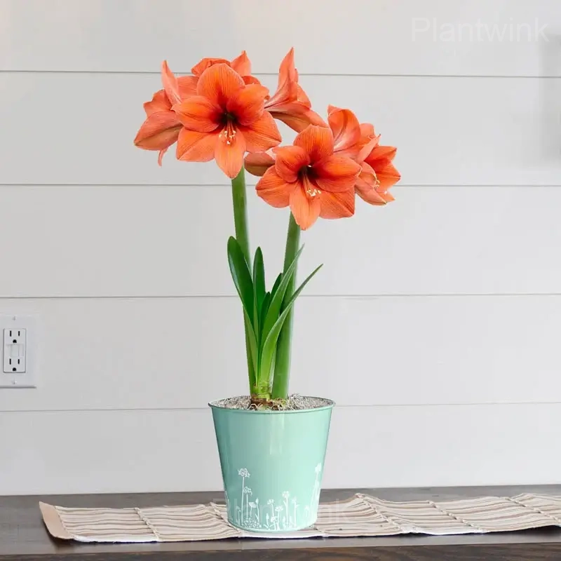 Desire Amaryllis Bulbs - View 3