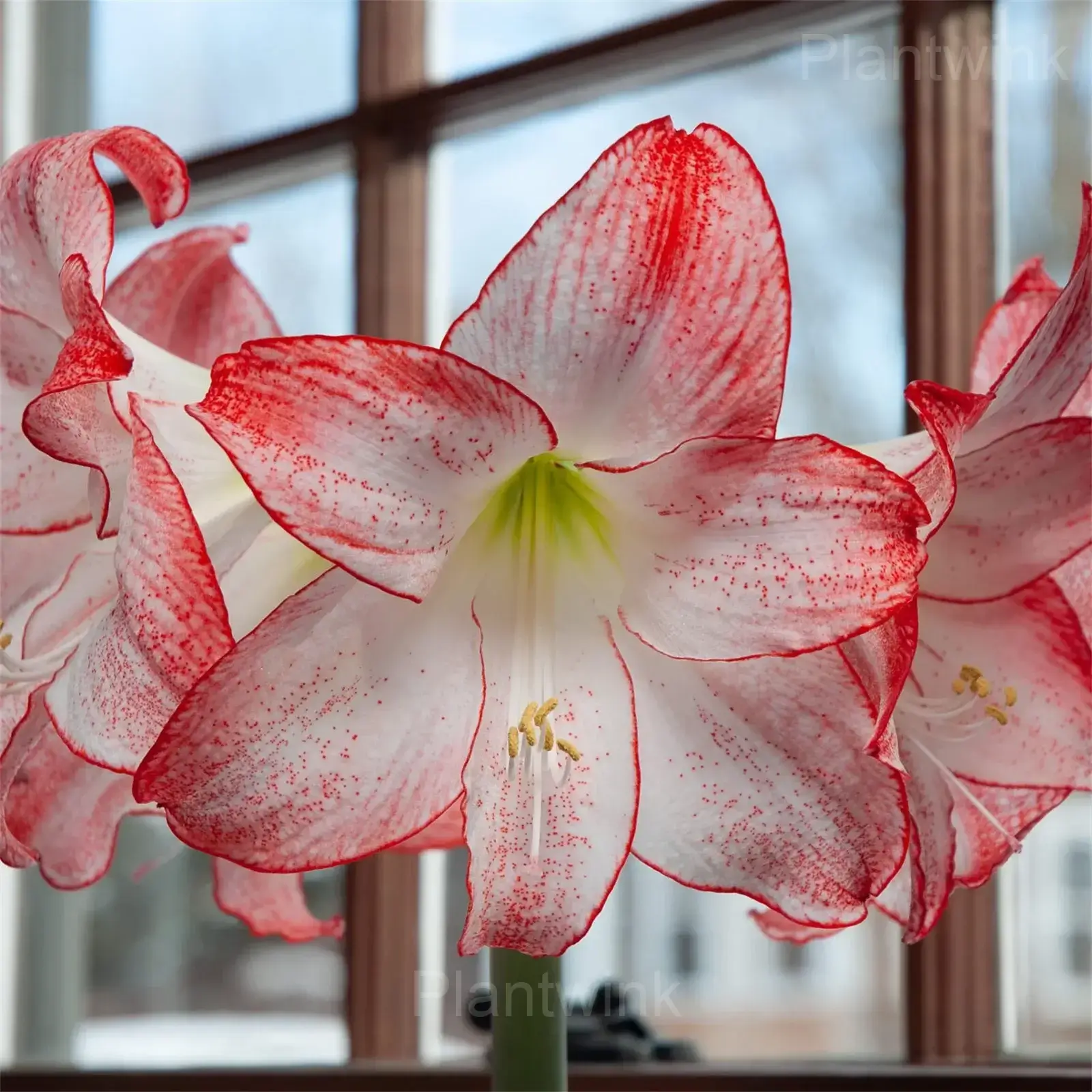 Grandise Fantasy Amaryllis Bulbs - View 6