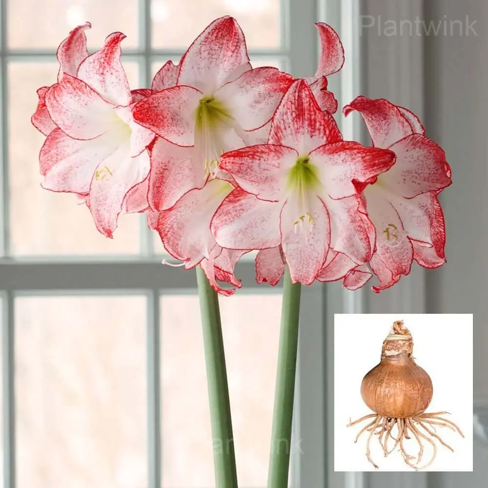 Grandise Fantasy Amaryllis Bulbs - Main