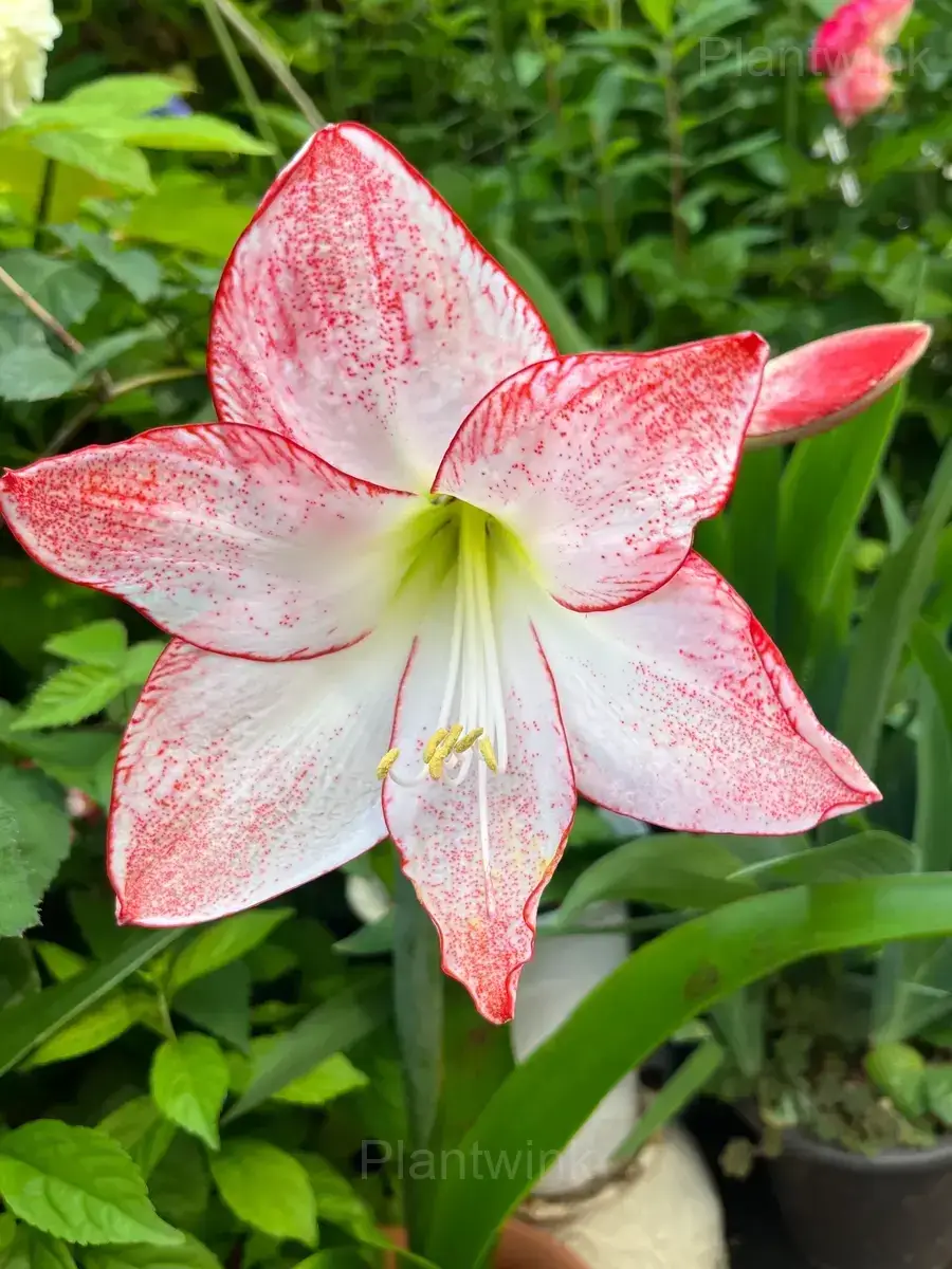 Grandise Fantasy Amaryllis Bulbs - Alt