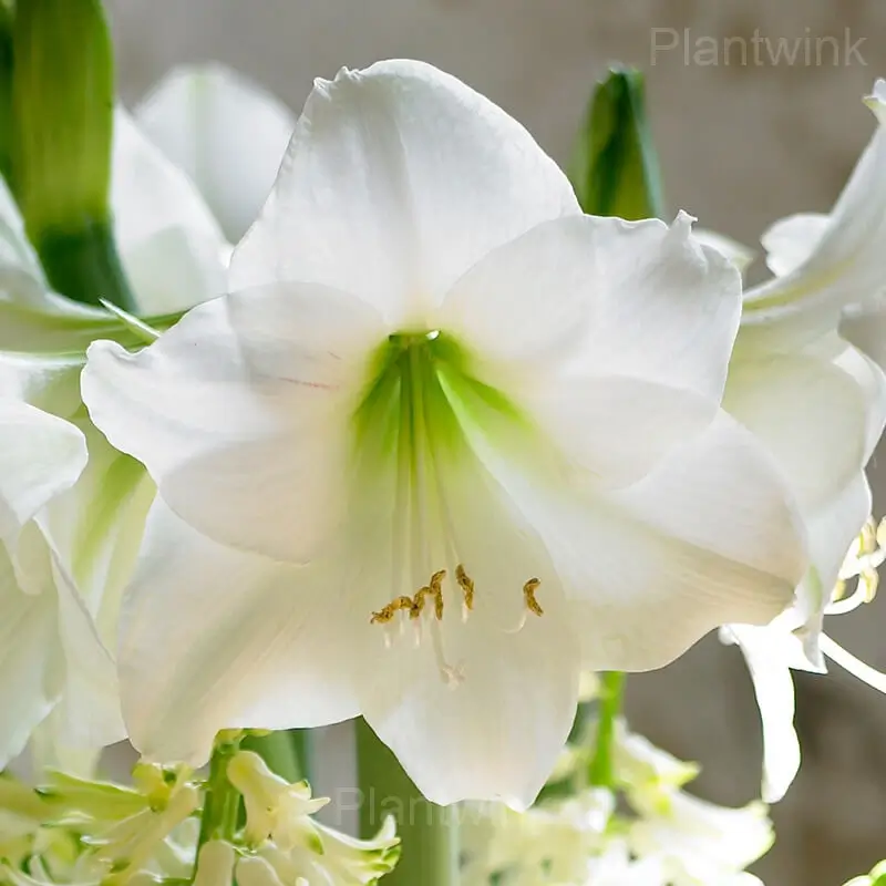 White Amaryllis Bulbs - Main
