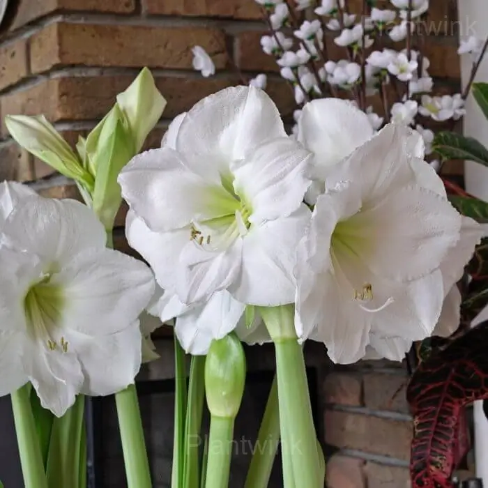 White Amaryllis Bulbs - Alt