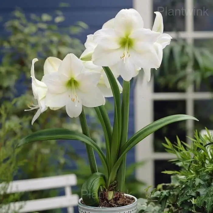 White Amaryllis Bulbs - View 4