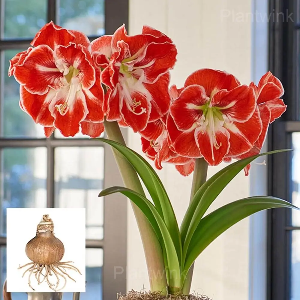 Samba Amaryllis Bulbs - Alt