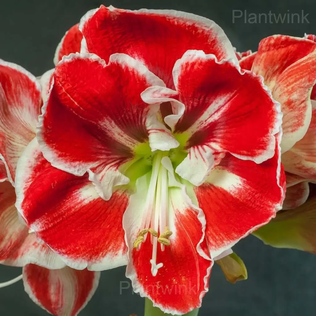 Samba Amaryllis Bulbs - Main