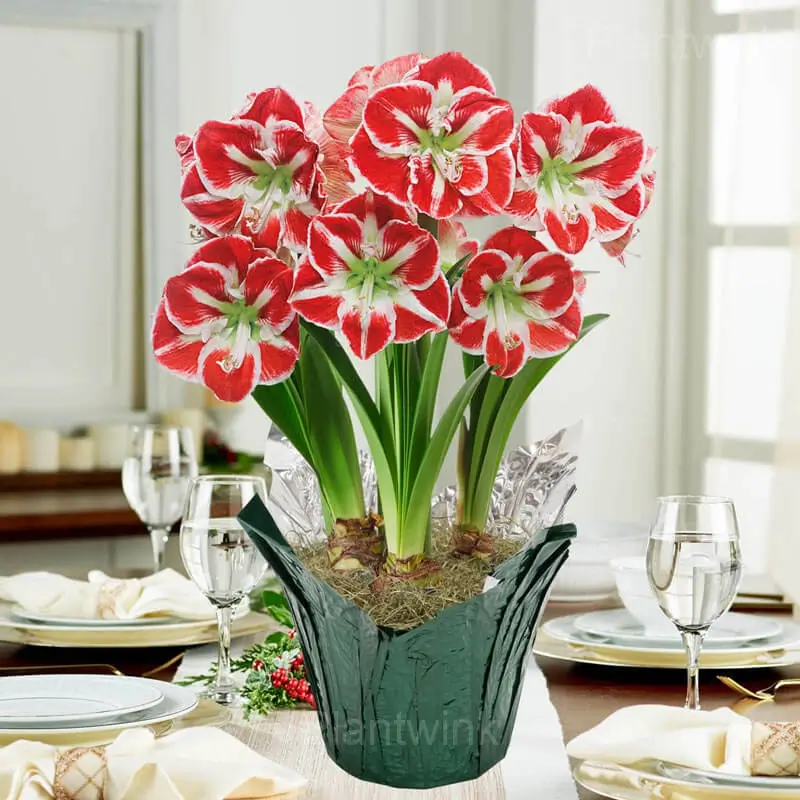 Samba Amaryllis Bulbs - View 3
