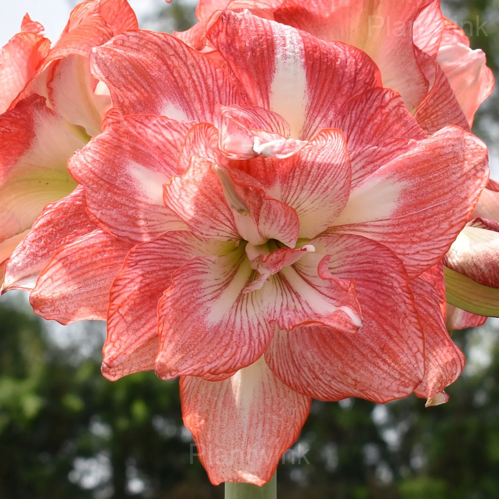 Rare Amaryllis Bulbs - View 7