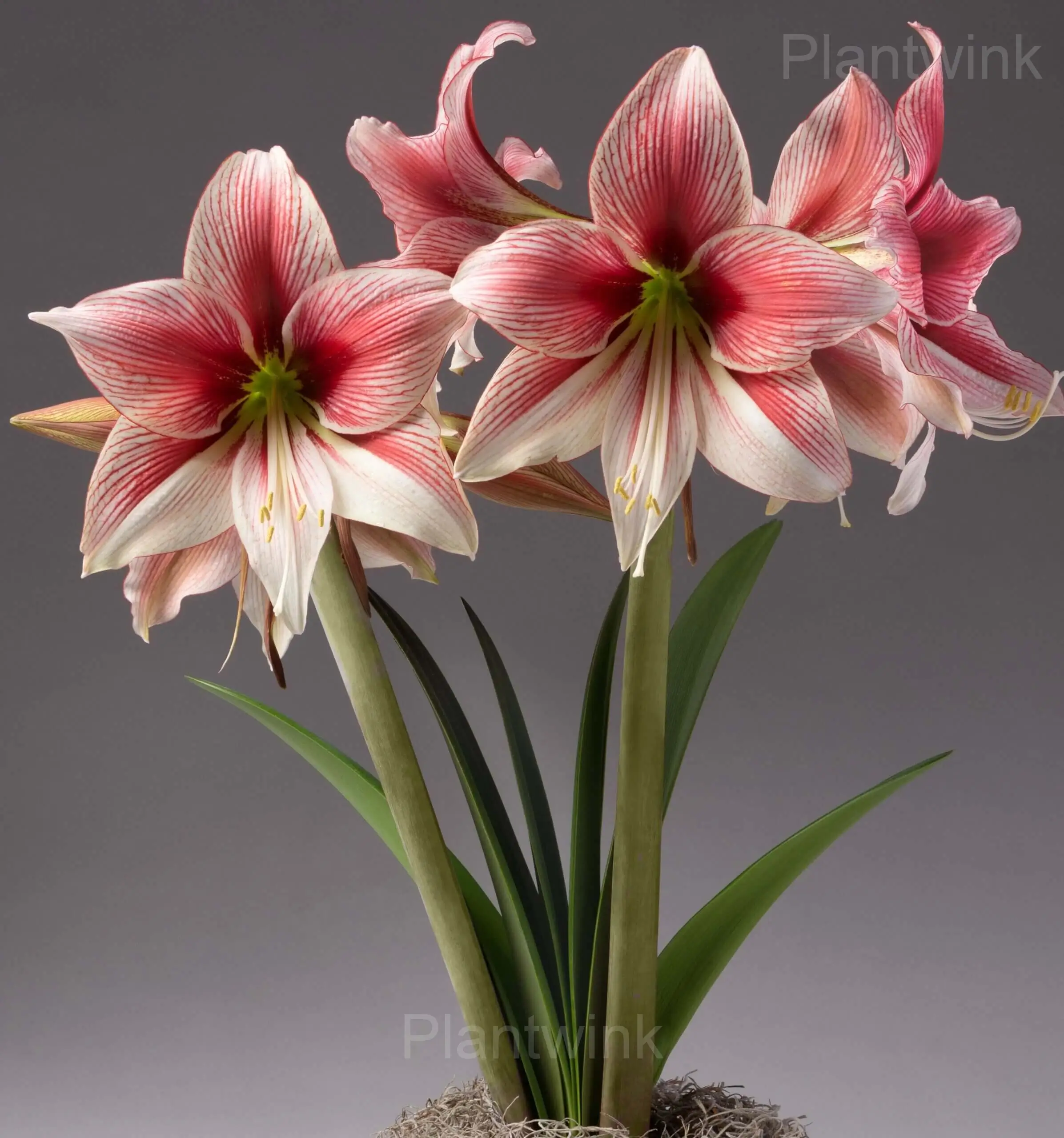 Glee Amaryllis Bulbs - View 7