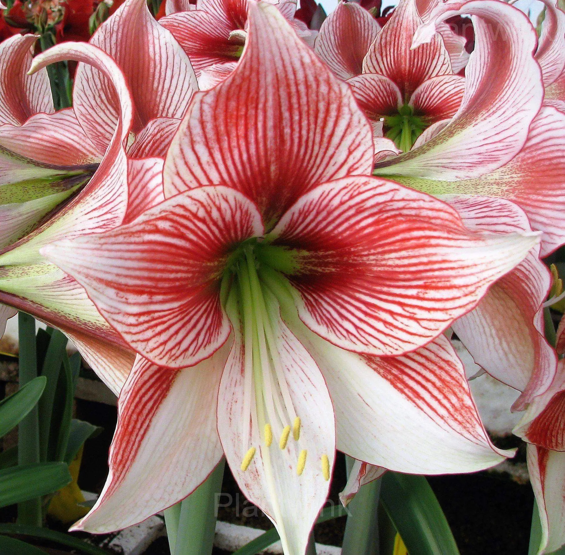 Glee Amaryllis Bulbs - Main