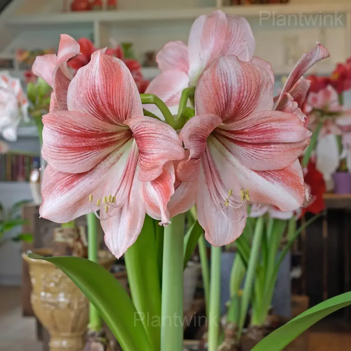 Glee Amaryllis Bulbs - View 3