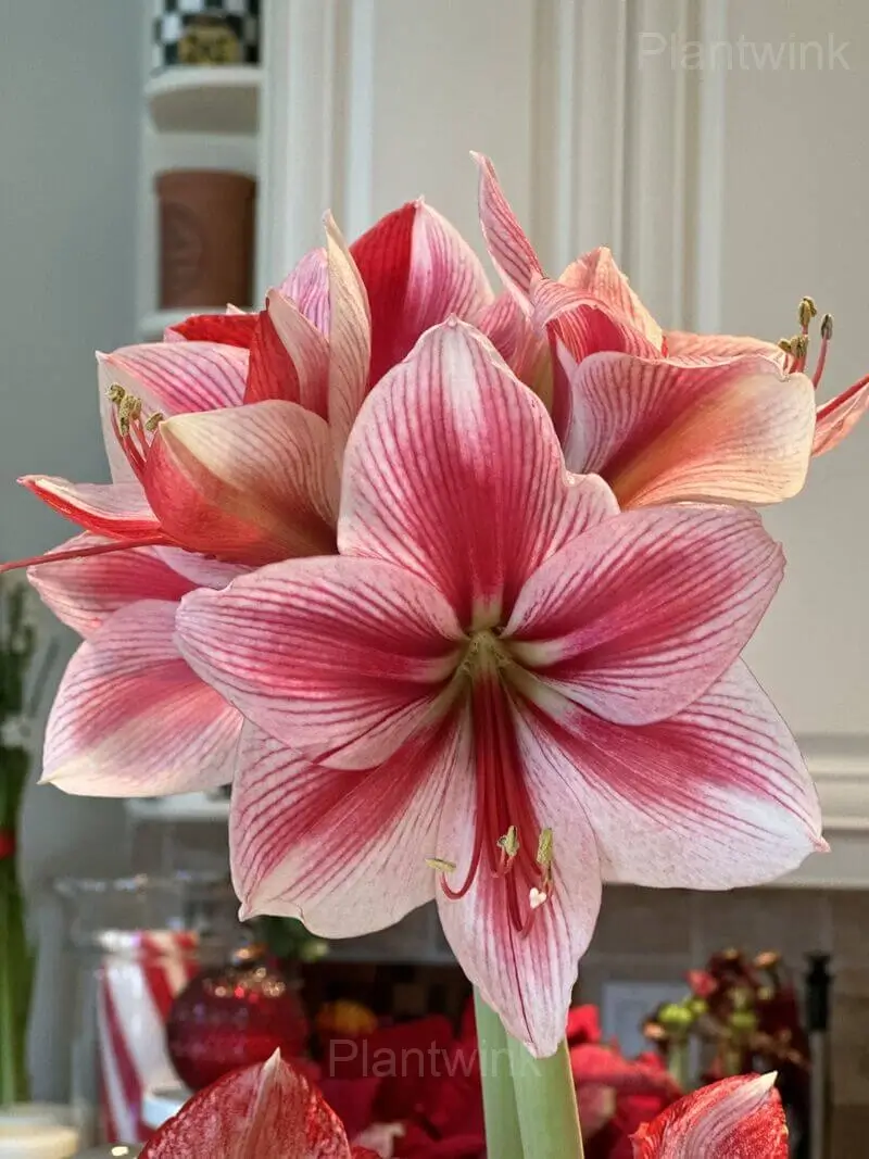 Glee Amaryllis Bulbs - View 8