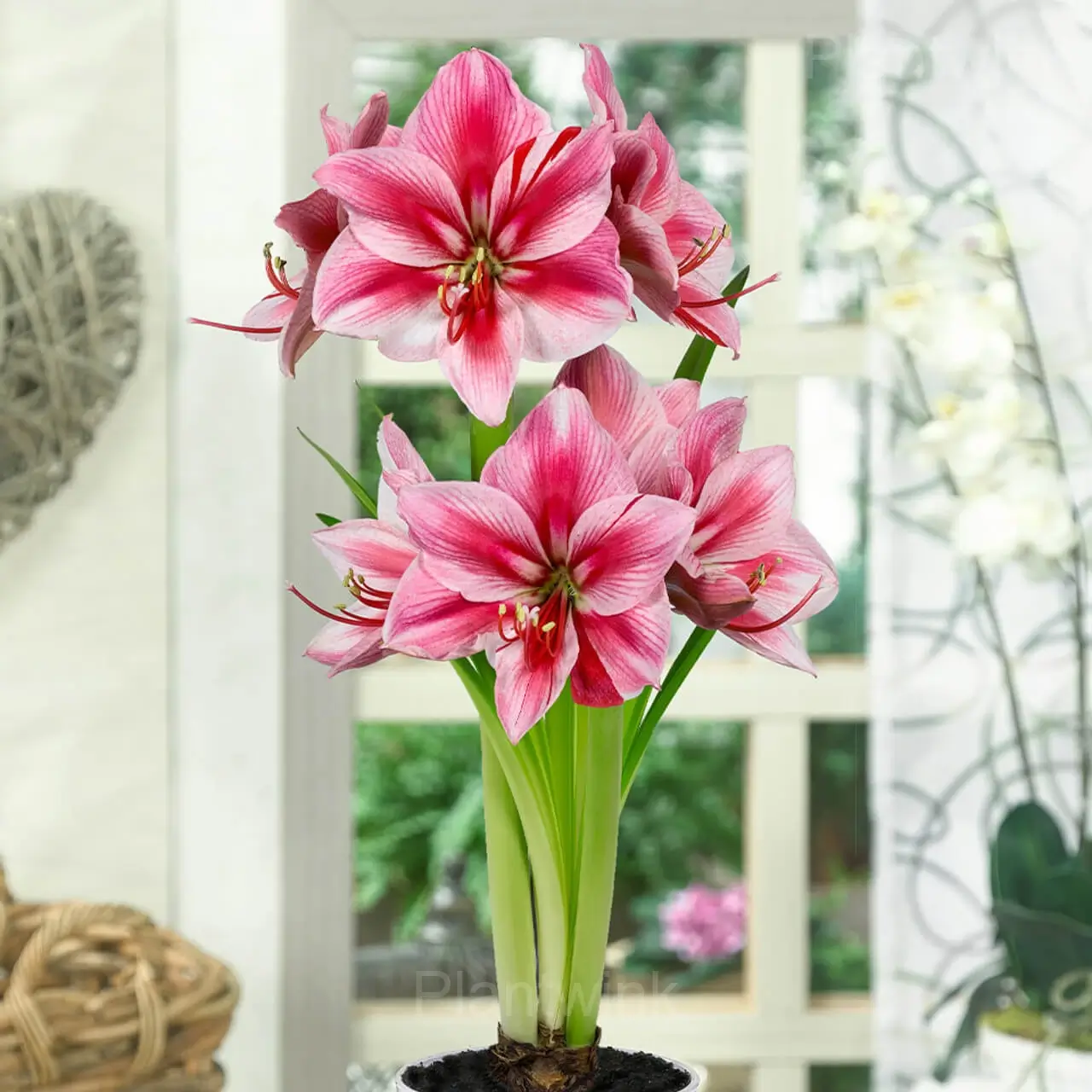 Glee Amaryllis Bulbs - View 4