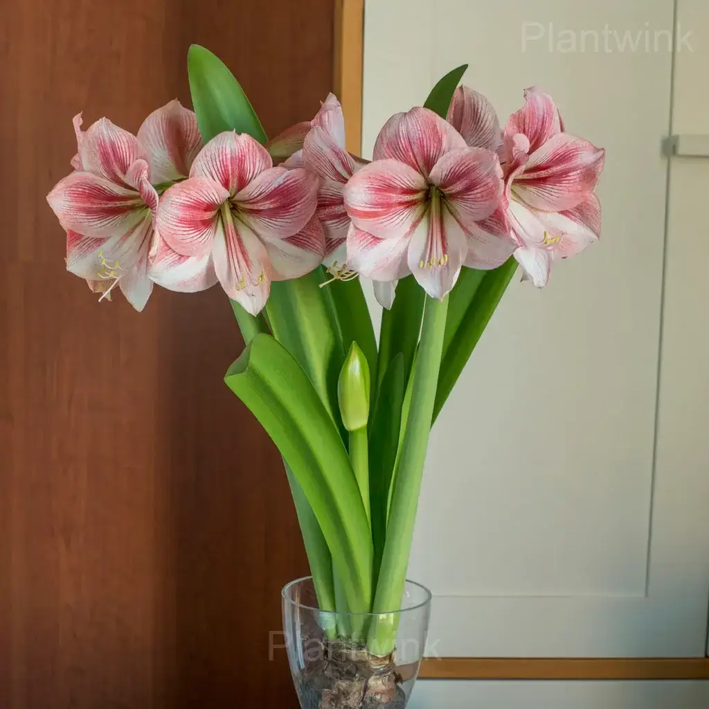 Glee Amaryllis Bulbs - Alt