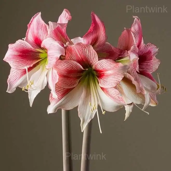 Glee Amaryllis Bulbs - View 5