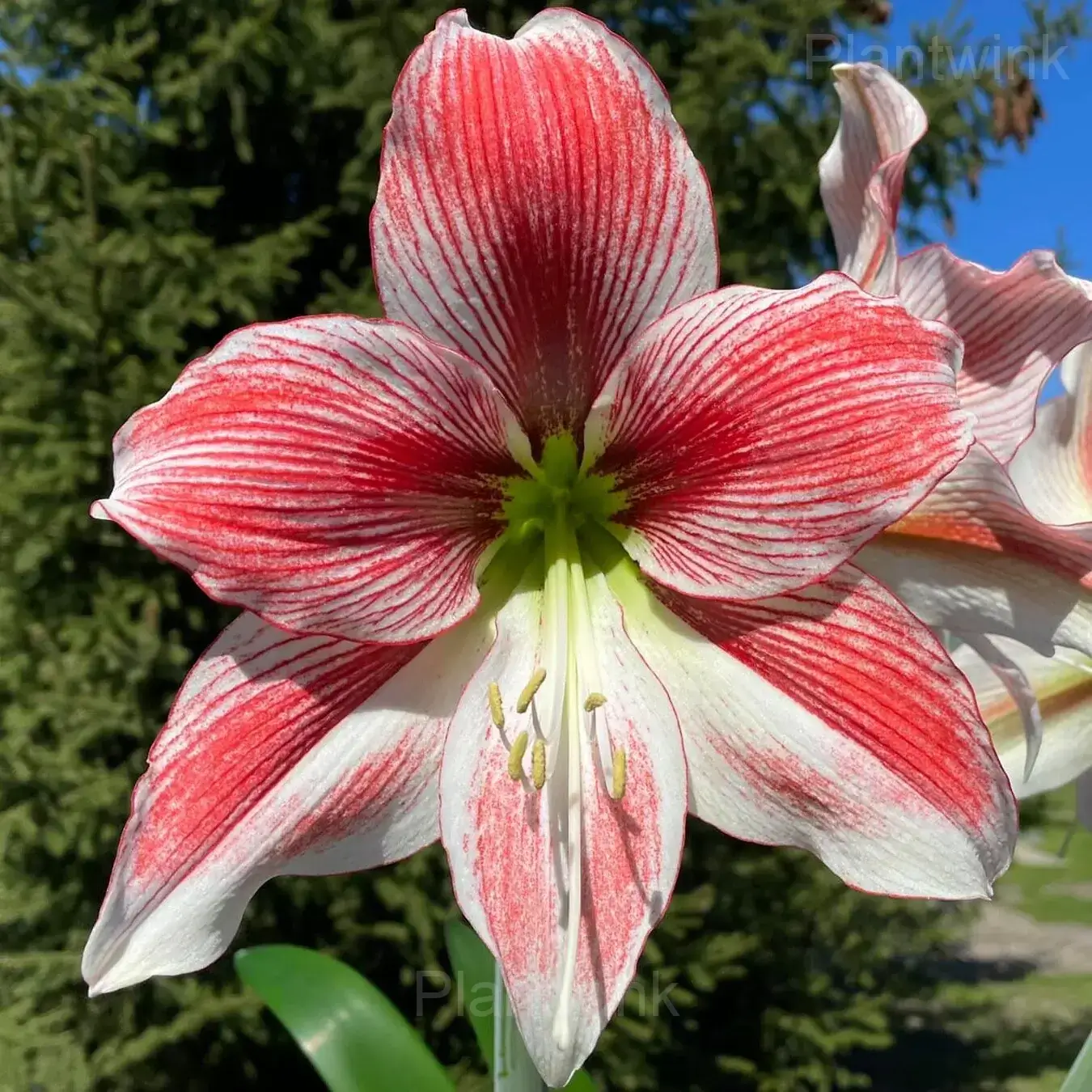 Glee Amaryllis Bulbs - View 6