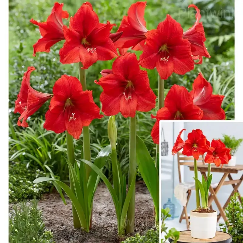 Red Pearl Amaryllis Bulbs - Main