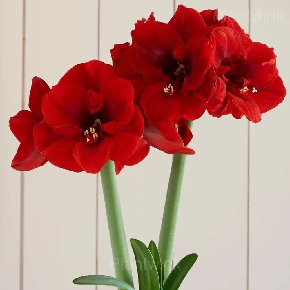 Red Pearl Amaryllis Bulbs - View 6