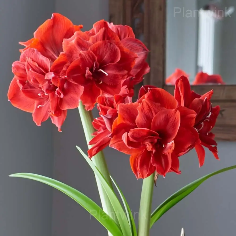 Red Pearl Amaryllis Bulbs - Alt