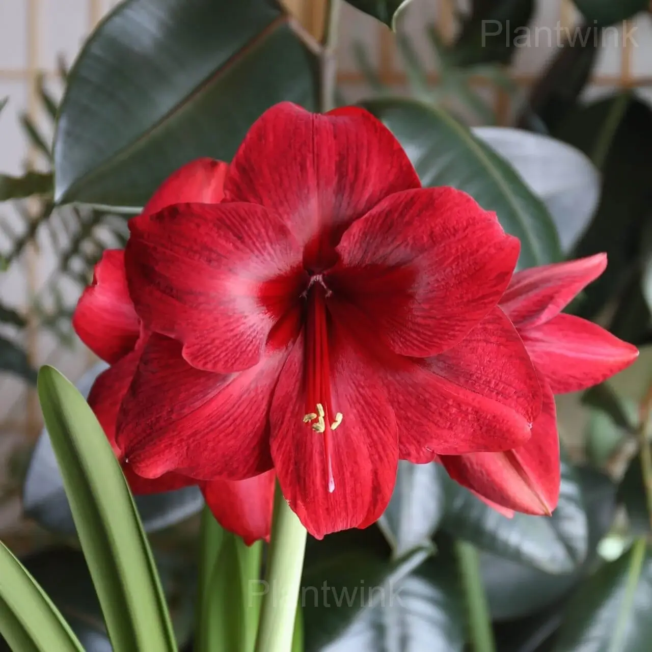 Red Pearl Amaryllis Bulbs - View 3
