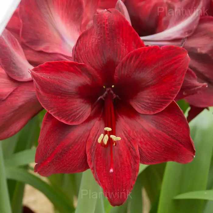 Red Pearl Amaryllis Bulbs - View 7