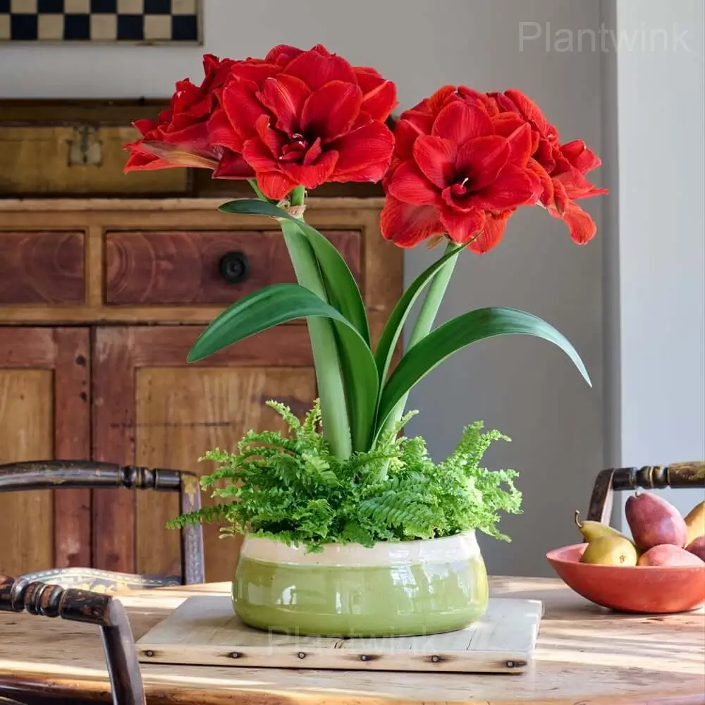 Red Pearl Amaryllis Bulbs - View 4