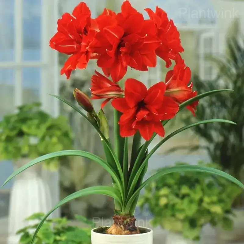 Red Pearl Amaryllis Bulbs - View 5