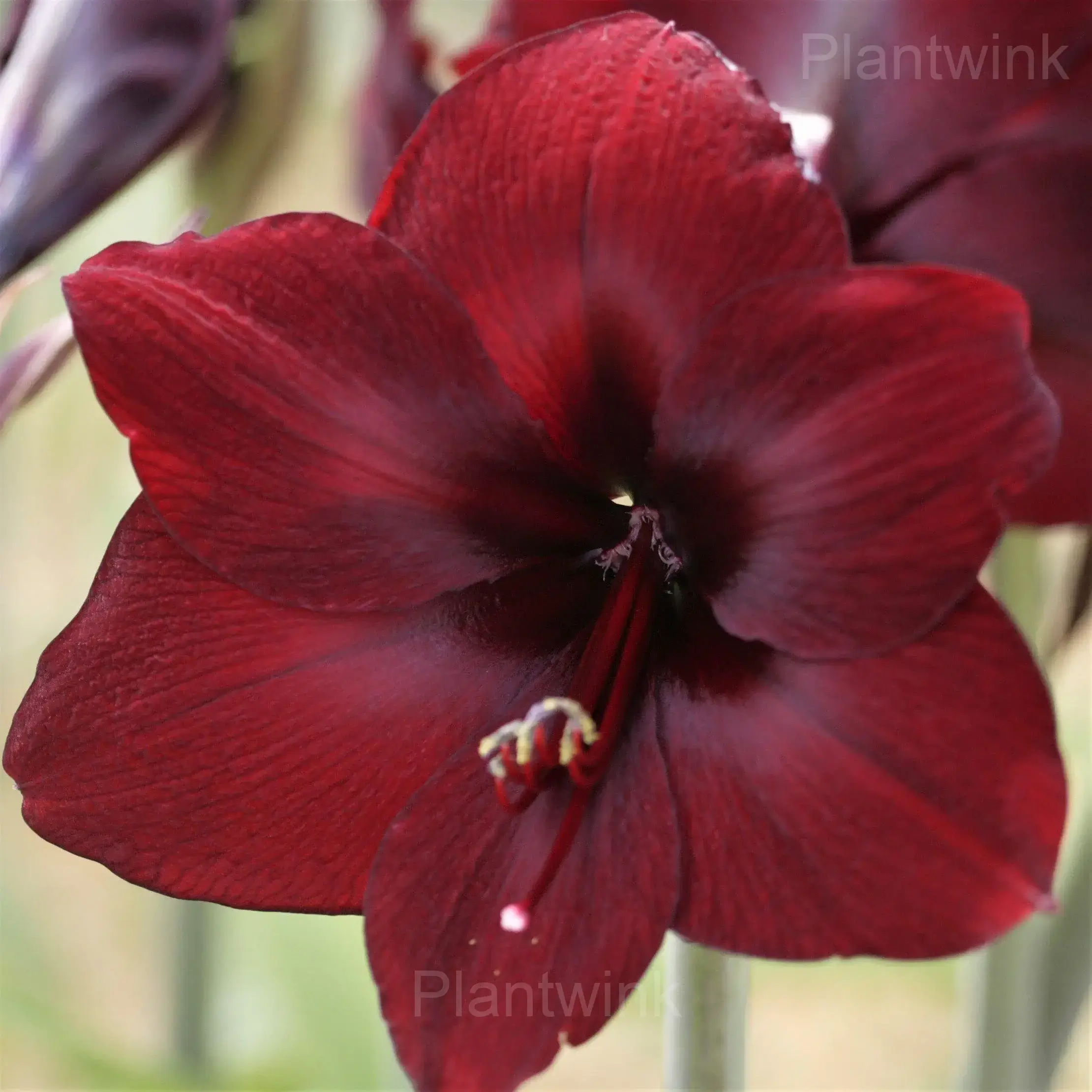 Deep Red Amaryllis Bulbs - Main