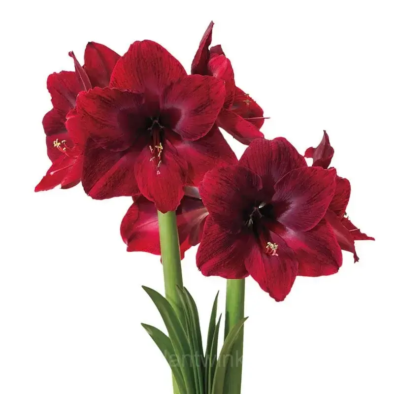 Deep Red Amaryllis Bulbs - View 4