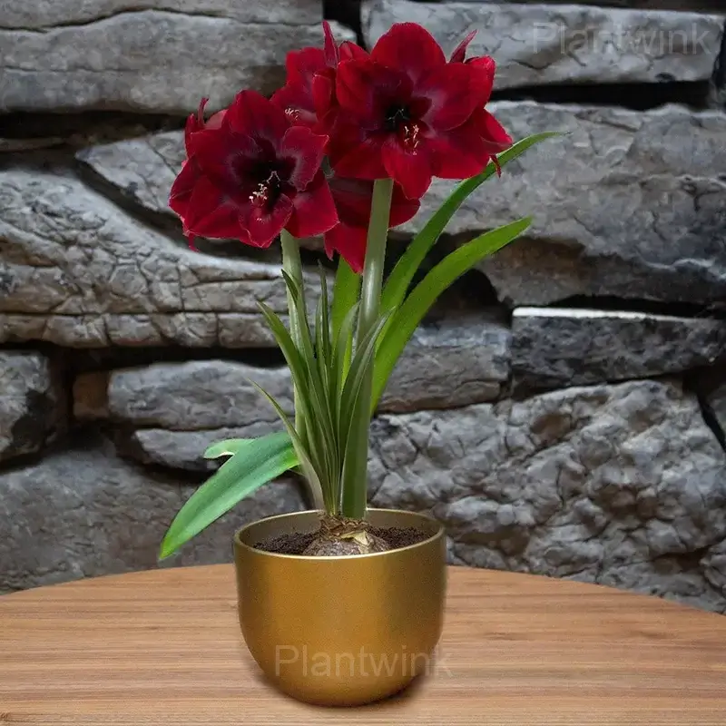 Deep Red Amaryllis Bulbs - Alt