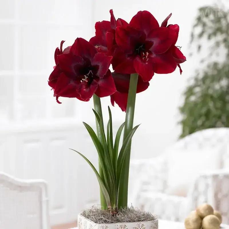 Deep Red Amaryllis Bulbs - View 3
