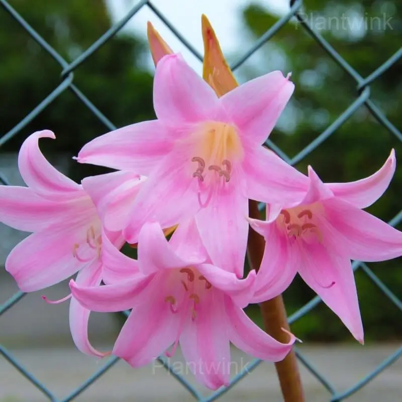 Belladonna Amaryllis Bulbs - Alt