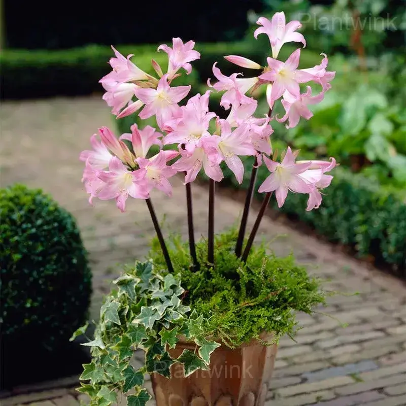 Belladonna Amaryllis Bulbs - Main