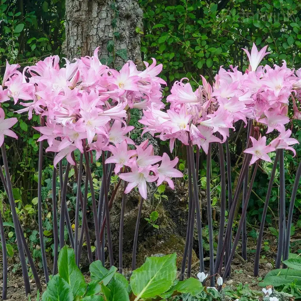 Belladonna Amaryllis Bulbs - View 5