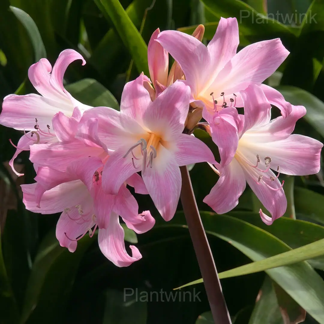 Belladonna Amaryllis Bulbs - View 4
