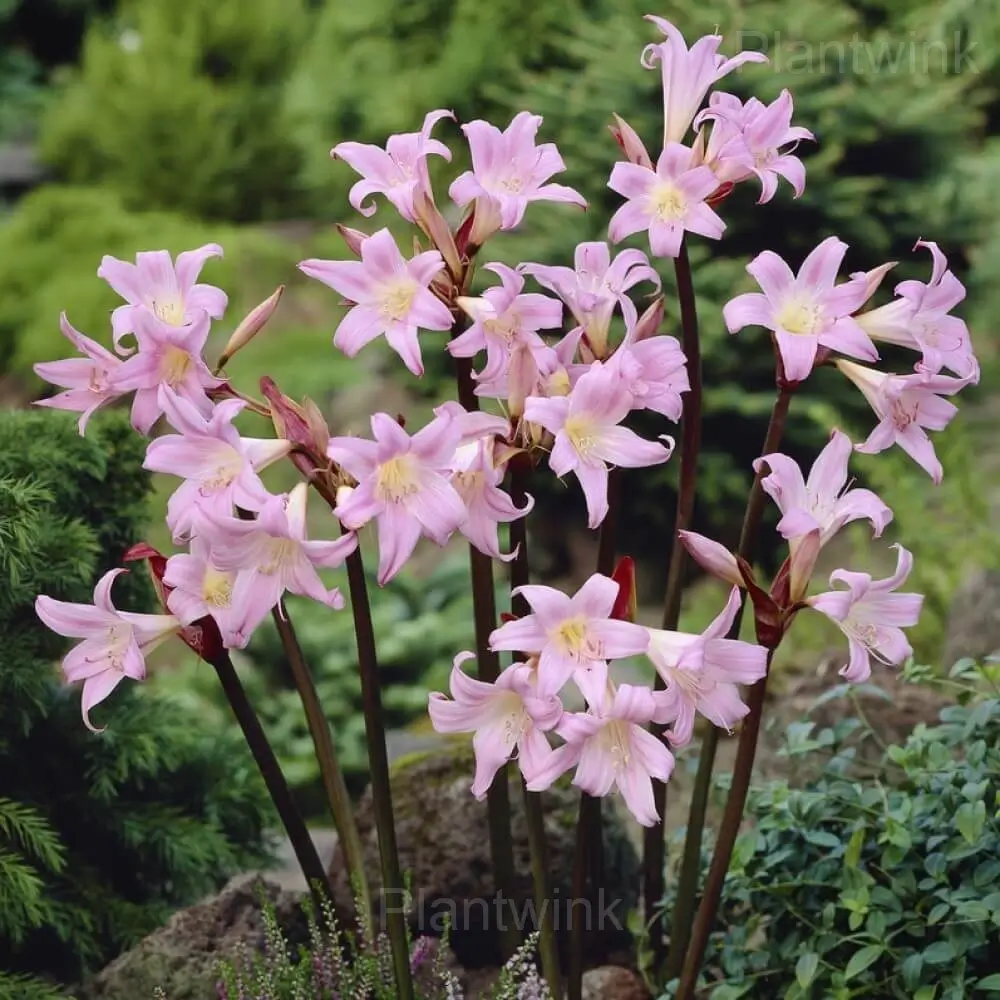 Belladonna Amaryllis Bulbs - View 3