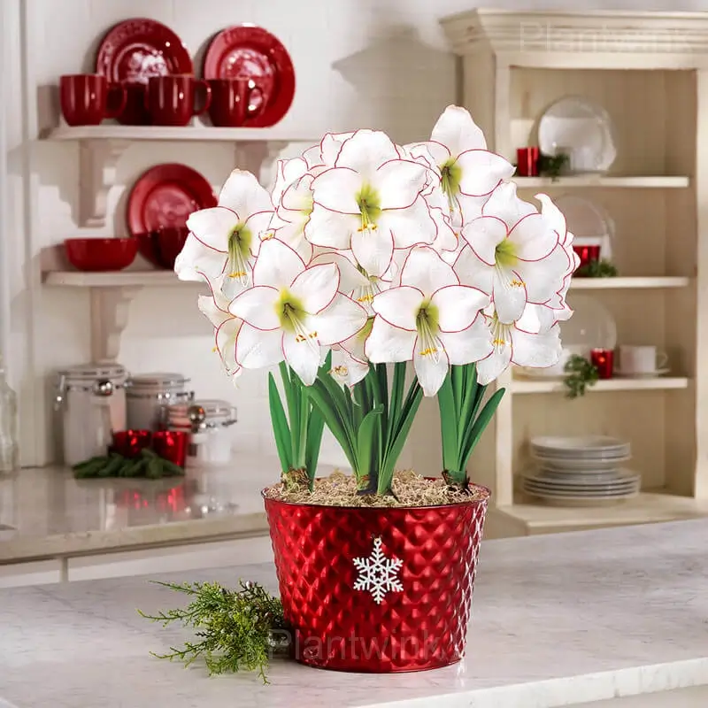 Picasso Amaryllis Bulbs - View 3